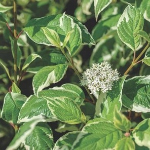 Дерен белый Сибирика Вариегата (Sibirica Variegata)